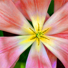 在线电话轰炸软件