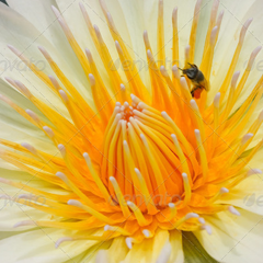 在线手机号轰炸