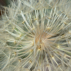 免费用虚拟号码发电话